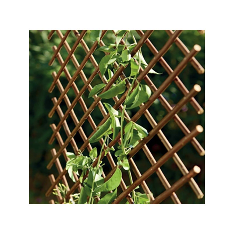 CELOSIA EXTENSIBLE MIMBRE