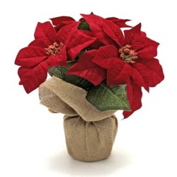MACETA  POINSETIA  EN  SACO  CON  CUERDA  MARRON
