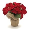 MACETA  POINSETIA  EN  SACO  CON  CUERDA  MARRON