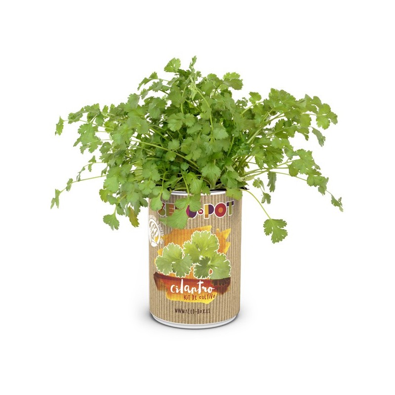 CAJA  DE  CULTIVO  PLANTAS  AROMÁTICAS