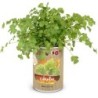 CAJA  DE  CULTIVO  PLANTAS  AROMÁTICAS