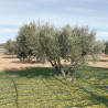 MANTA RECOGER OLIVA/ALMENDRA VERDE