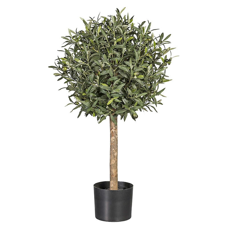ARBOL OLIVO