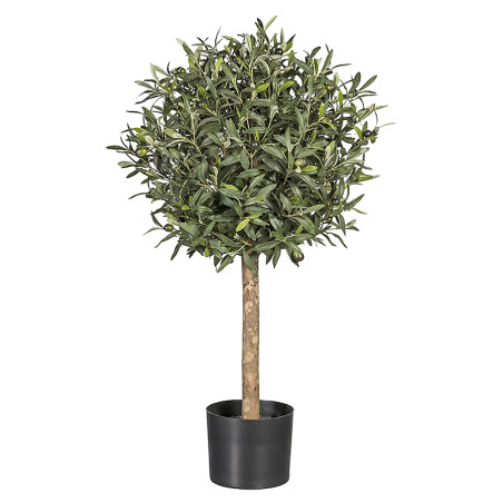 ARBOL OLIVO