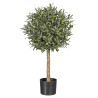 ARBOL OLIVO