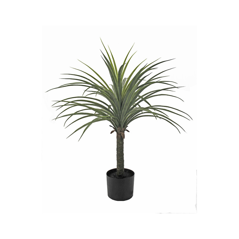 PLANTA YUCCA
