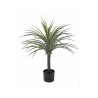 PLANTA YUCCA