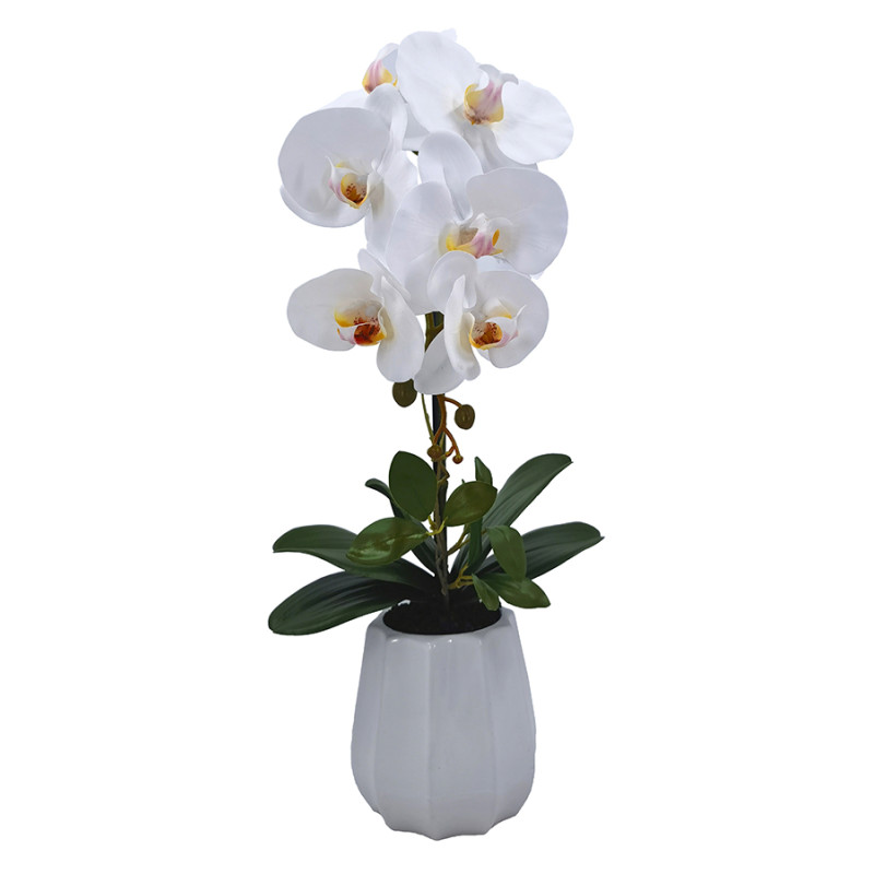 PLANTA PHALENOPSIS C/MACETA CERAMICA
