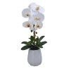 PLANTA PHALENOPSIS C/MACETA CERAMICA